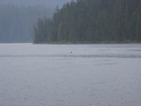 А кой лови риба в мътни води