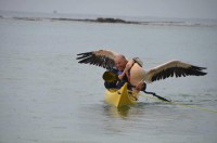 Kayak.pelikan.jpg